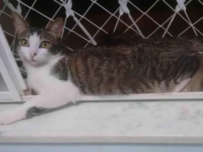 Gato ra a SRD-ViraLata idade 6 ou mais anos nome Hanzo