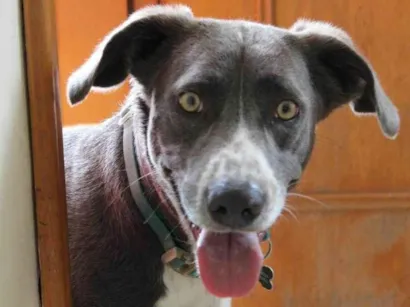 Cachorro raça SRD-ViraLata idade 3 anos nome Beach