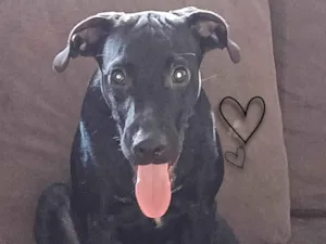 Cachorro raça SRD-ViraLata idade 7 a 11 meses nome Cadu
