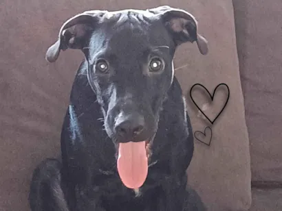 Cachorro raça SRD-ViraLata idade 7 a 11 meses nome Cadu