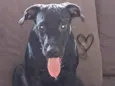 Cadu