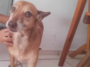 Cachorro raça SRD-ViraLata idade 5 anos nome Polly
