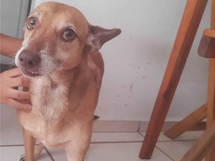 Cachorro ra a SRD-ViraLata idade 5 anos nome Polly