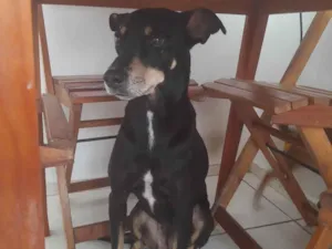 Cachorro raça SRD-ViraLata idade 4 anos nome Gamora