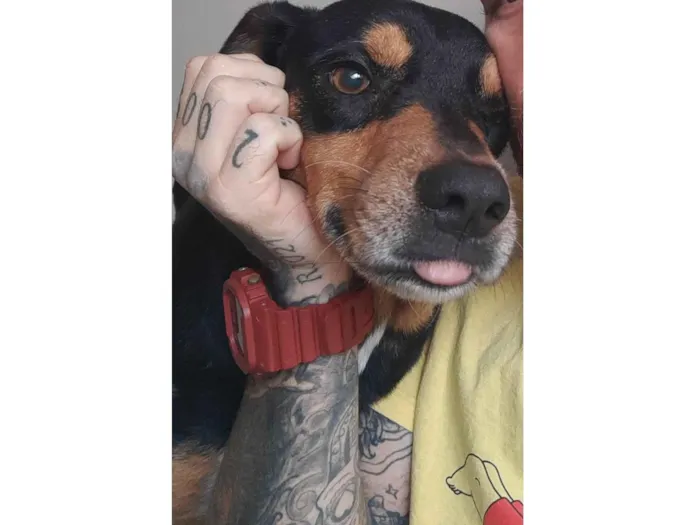 Cachorro ra a SRD-ViraLata idade 5 anos nome Thanos