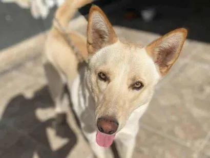 Cachorro raça Husky Siberiano idade 2 anos nome Filho
