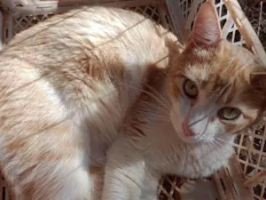 Gato raça SRD-ViraLata idade 2 anos nome Oliver