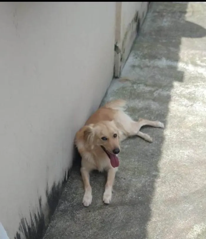 Cachorro ra a SRD-ViraLata idade 5 anos nome Billy