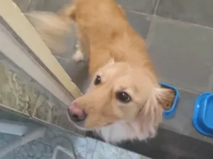 Cachorro raça SRD-ViraLata idade 5 anos nome Billy