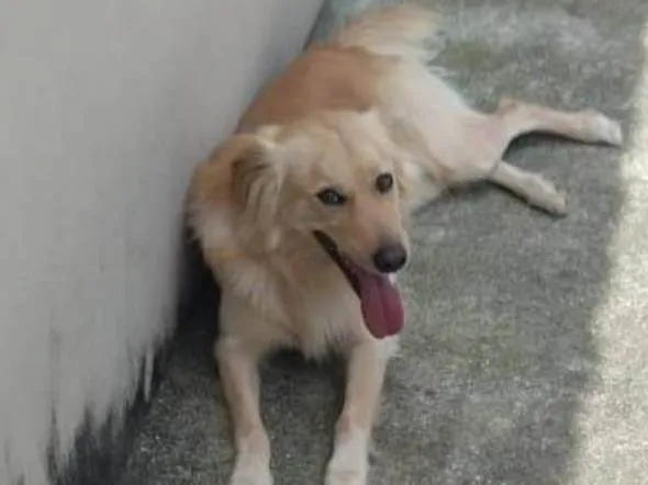 Cachorro ra a SRD-ViraLata idade 5 anos nome Billy