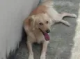 Billy