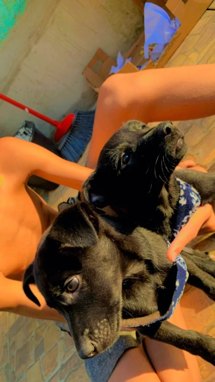 Cachorro ra a SRD-ViraLata idade 2 a 6 meses nome Mel