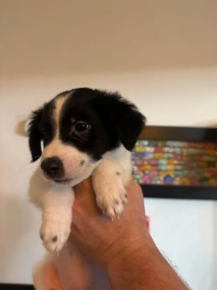 Cachorro ra a SRD-ViraLata idade 2 a 6 meses nome Pongo