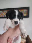 Pongo