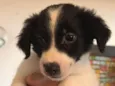 Pongo