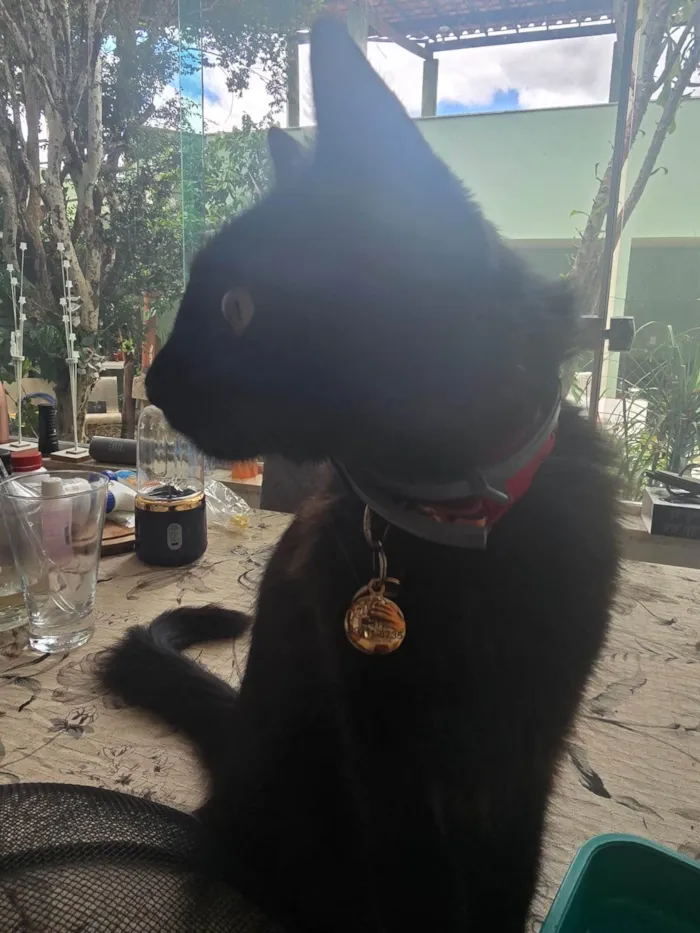 Gato ra a SRD-ViraLata idade 1 ano nome Pipoca 