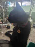 Pipoca