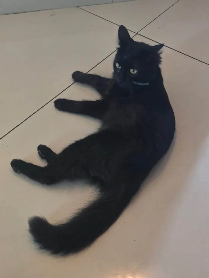 Gato ra a SRD-ViraLata idade 1 ano nome Pipoca 