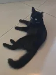 Pipoca
