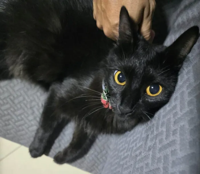 Gato ra a SRD-ViraLata idade 1 ano nome Pipoca 