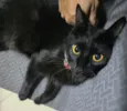 Pipoca