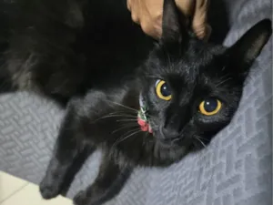 Gato raça SRD-ViraLata idade 1 ano nome Pipoca 