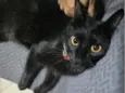 Pipoca