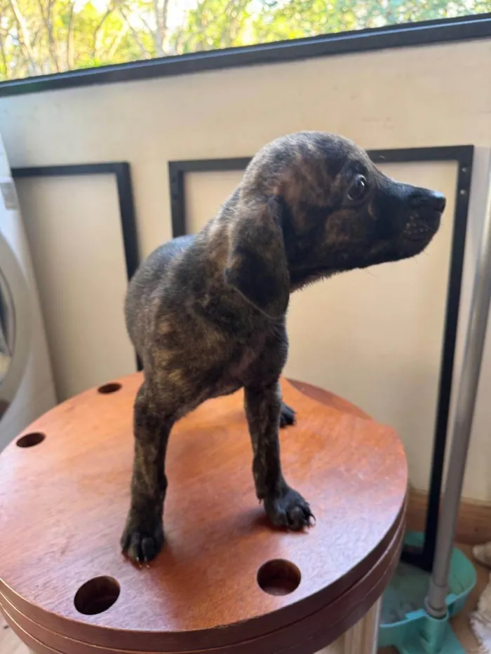 Cachorro ra a SRD-ViraLata idade 2 a 6 meses nome Figo
