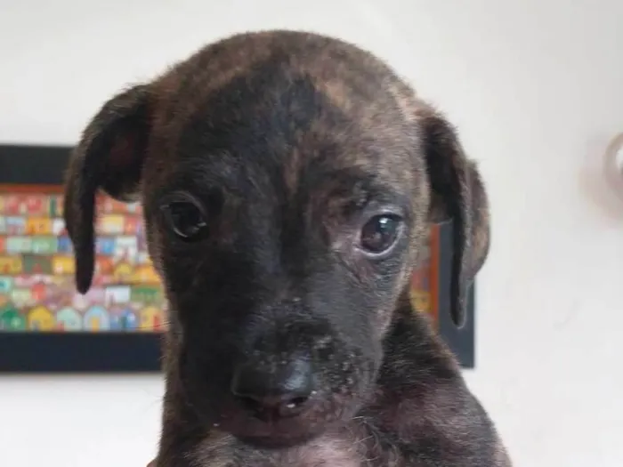 Cachorro ra a SRD-ViraLata idade 2 a 6 meses nome Figo