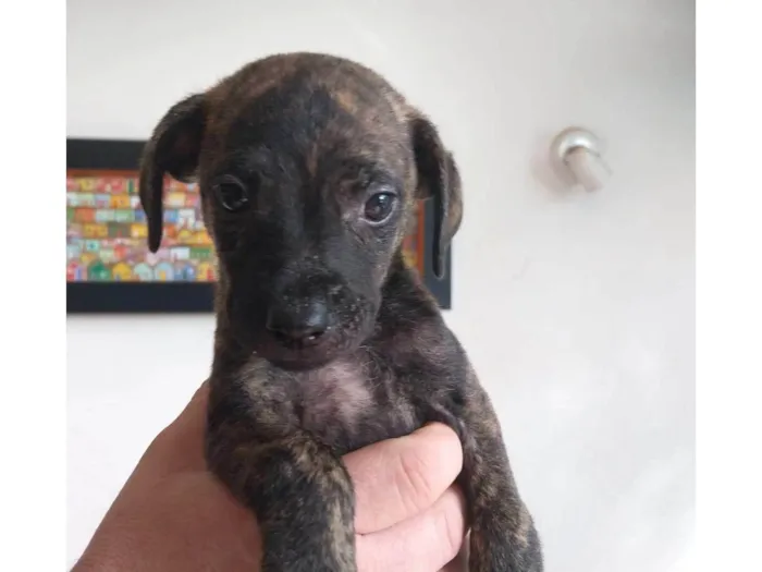 Cachorro ra a SRD-ViraLata idade 2 a 6 meses nome Figo
