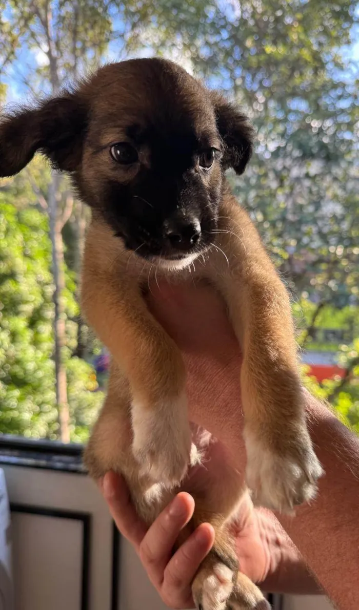 Cachorro ra a SRD-ViraLata idade 2 a 6 meses nome Clarêncio