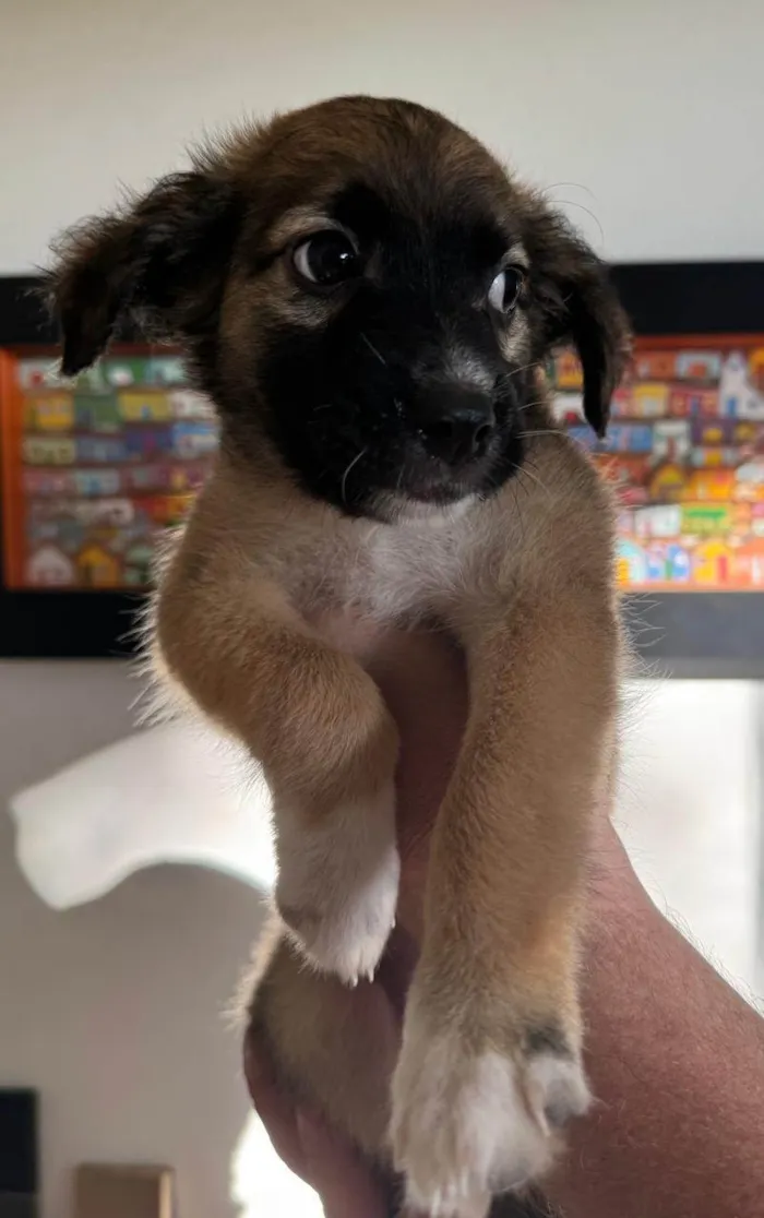 Cachorro ra a SRD-ViraLata idade 2 a 6 meses nome Clarêncio