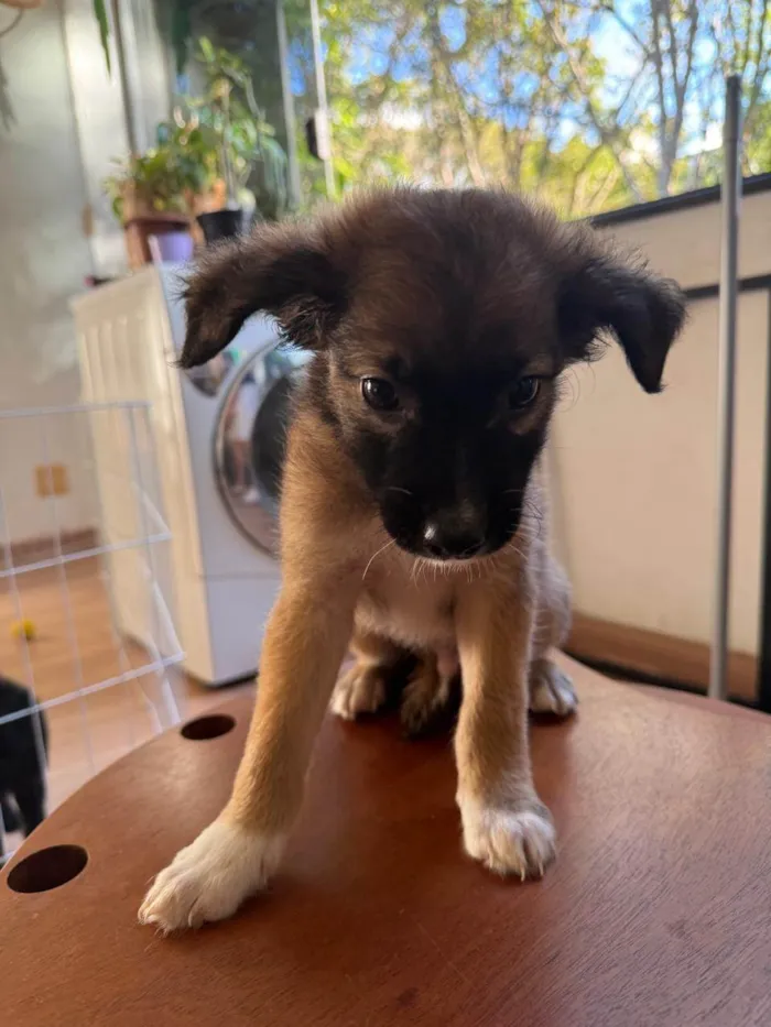 Cachorro ra a SRD-ViraLata idade 2 a 6 meses nome Clarêncio