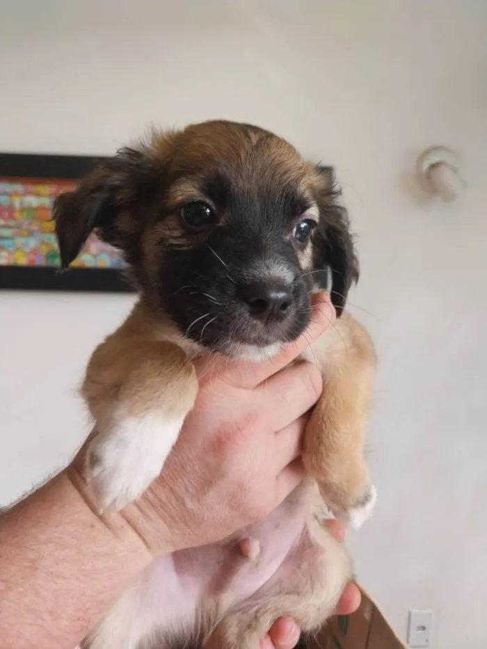 Cachorro ra a SRD-ViraLata idade 2 a 6 meses nome Clarêncio