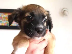Cachorro raça SRD-ViraLata idade 2 a 6 meses nome Clarêncio