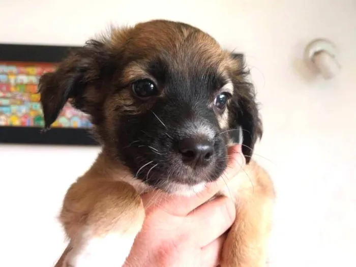 Cachorro ra a SRD-ViraLata idade 2 a 6 meses nome Clarêncio