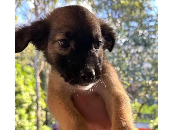 Cachorro ra a SRD-ViraLata idade 2 a 6 meses nome Clarêncio