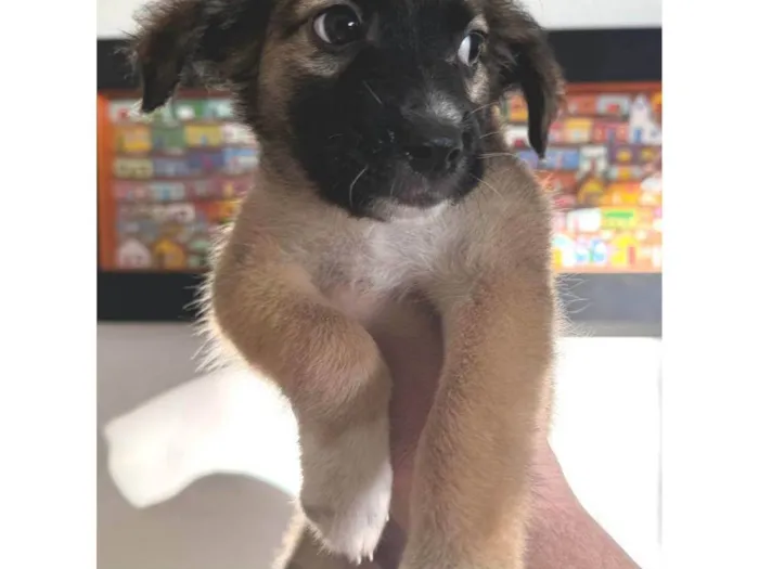 Cachorro ra a SRD-ViraLata idade 2 a 6 meses nome Clarêncio