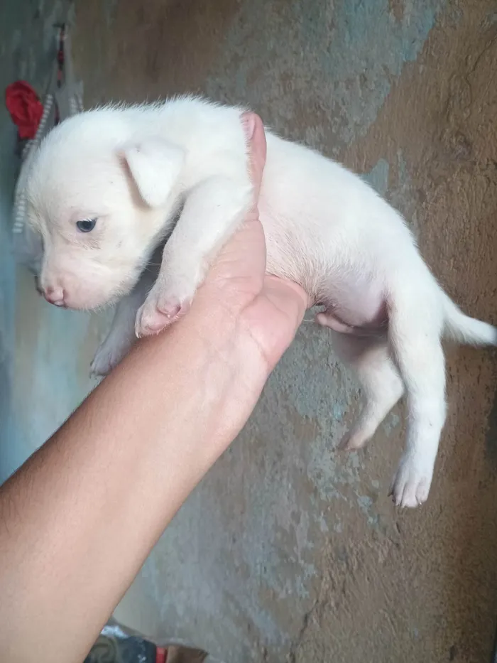 Cachorro ra a SRD-ViraLata idade Abaixo de 2 meses nome Neve