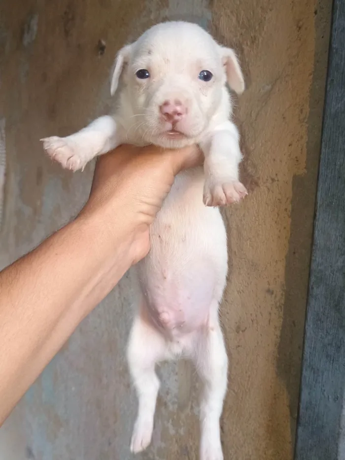 Cachorro ra a SRD-ViraLata idade Abaixo de 2 meses nome Neve
