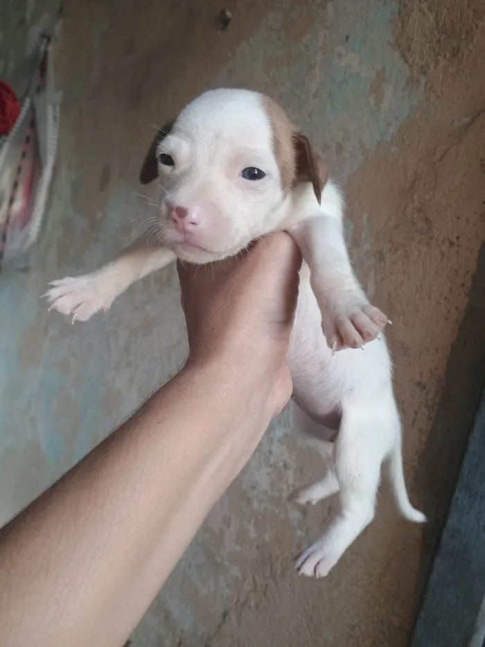 Cachorro ra a SRD-ViraLata idade Abaixo de 2 meses nome Nina