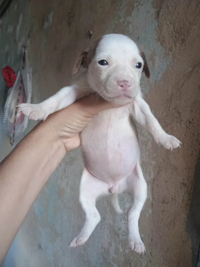 Cachorro ra a SRD-ViraLata idade Abaixo de 2 meses nome Nina