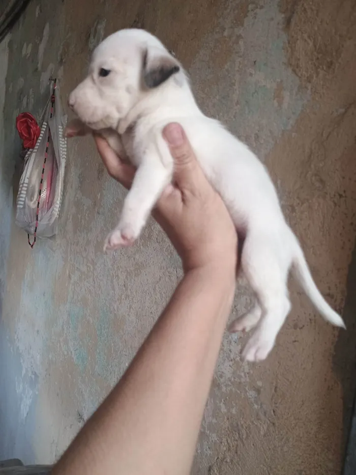 Cachorro ra a SRD-ViraLata idade Abaixo de 2 meses nome Rodolfo