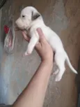 Rodolfo