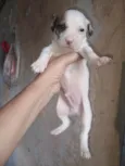 Rodolfo