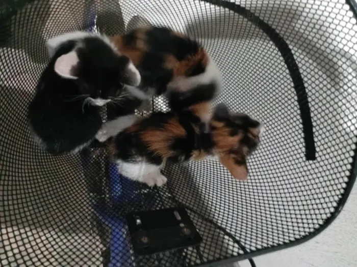 Gato ra a SRD-ViraLata idade 2 a 6 meses nome Sem nome