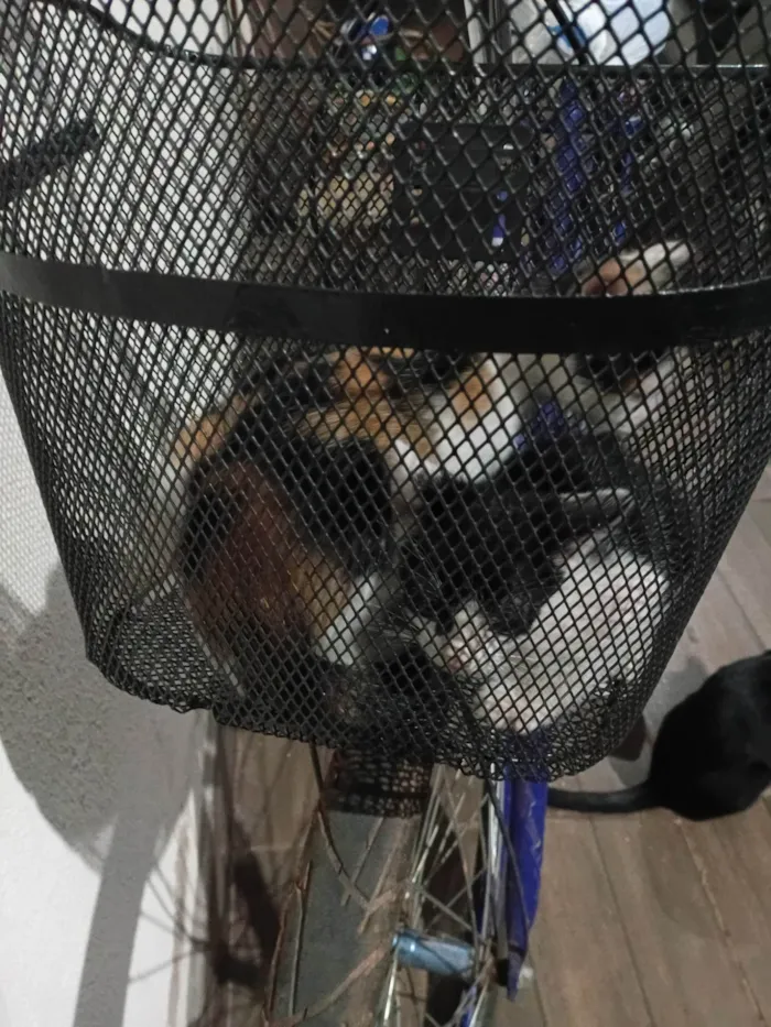Gato ra a SRD-ViraLata idade 2 a 6 meses nome Sem nome