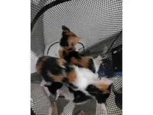 Gato raça SRD-ViraLata idade 2 a 6 meses nome Sem nome