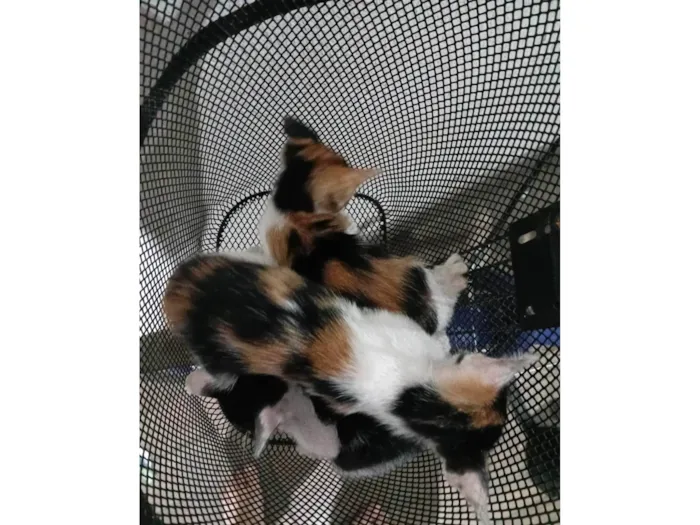 Gato ra a SRD-ViraLata idade 2 a 6 meses nome Sem nome