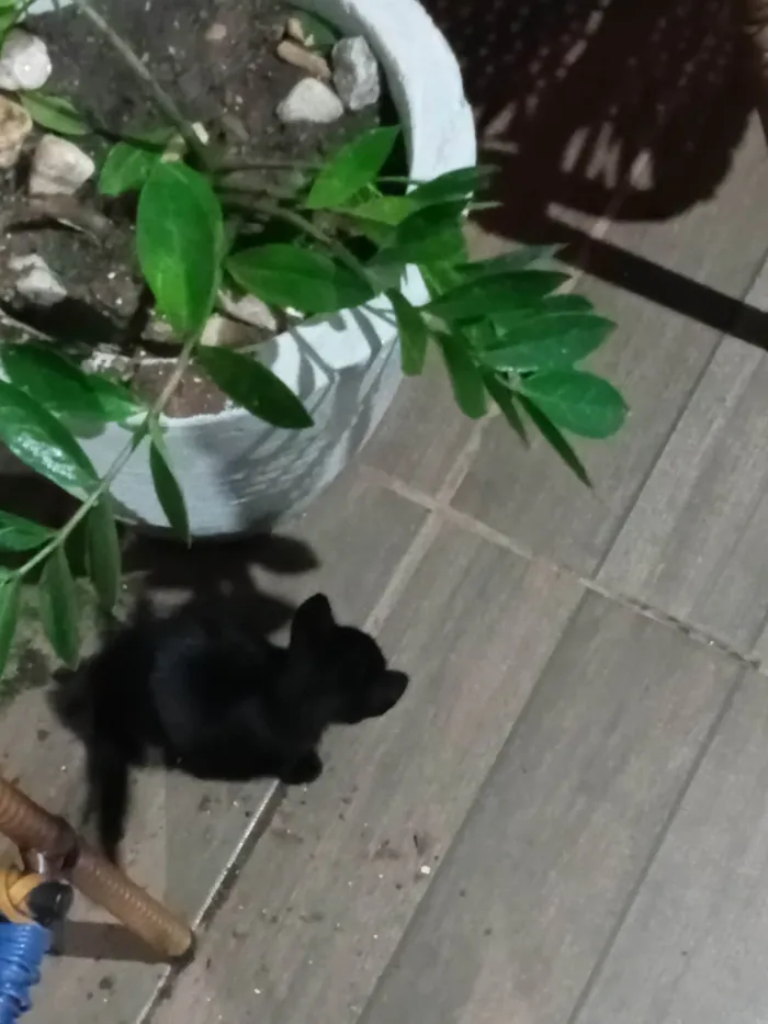 Gato ra a SRD-ViraLata idade 2 a 6 meses nome Sem nome